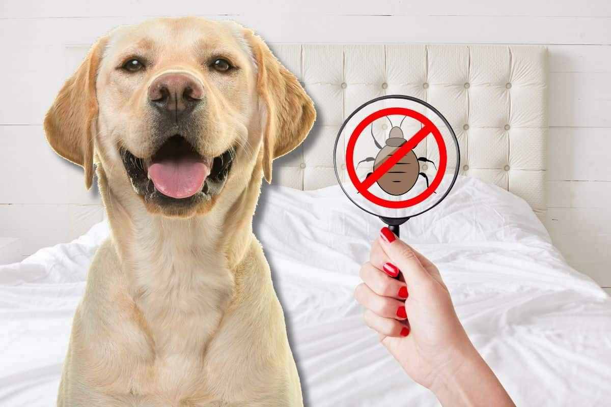 cane può portare le cimici da letto