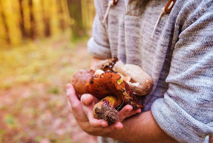 Funghi Sila dove cercare